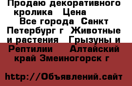 Продаю декоративного кролика › Цена ­ 500 - Все города, Санкт-Петербург г. Животные и растения » Грызуны и Рептилии   . Алтайский край,Змеиногорск г.